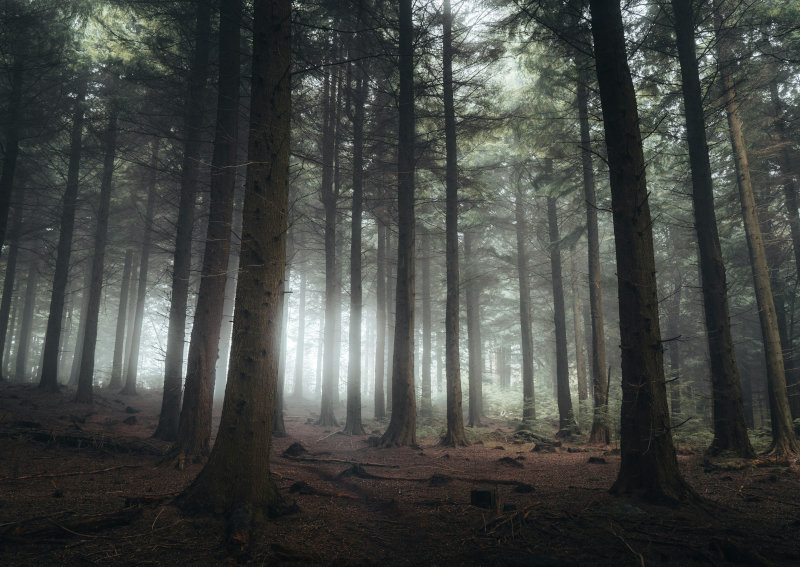 Field survey in progress